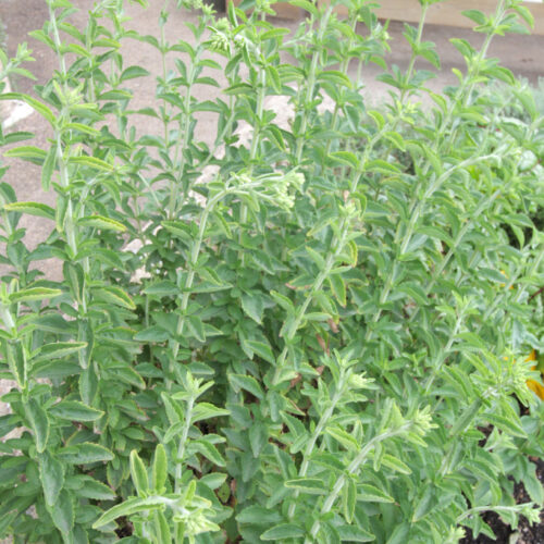 The sweetest thing Stevia